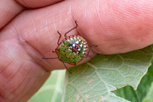 Southern Green Stink Bug