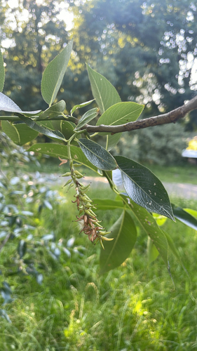 Наблюдение на iNaturalist