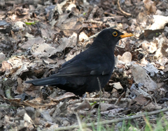 Turdus merula