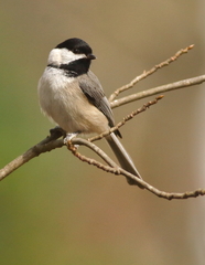 Poecile carolinensis