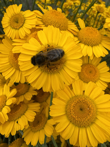 Western Honey Bee