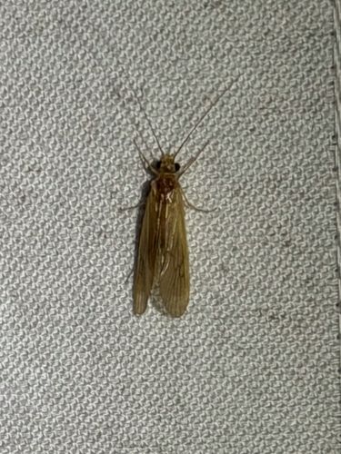 Yellow Net-spinning Caddisfly