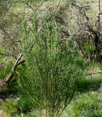 Cytisus scoparius