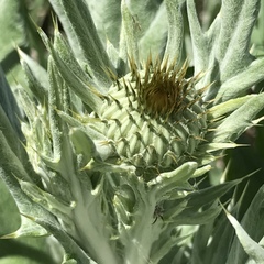 Cirsium undulatum