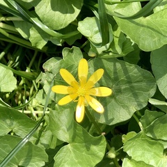 Ficaria verna verna