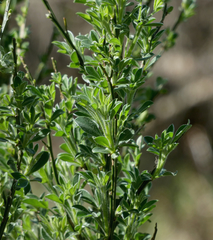 Cytisus scoparius
