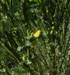 Cytisus scoparius