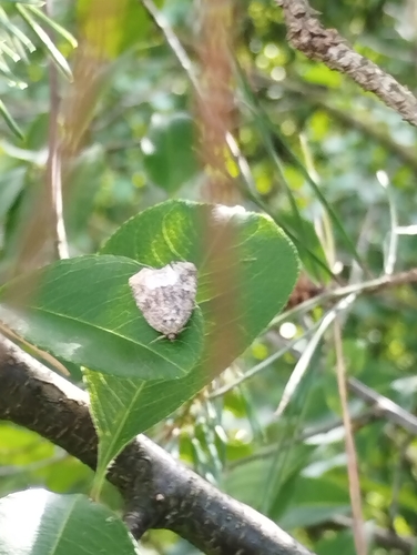 Marbled White-spot