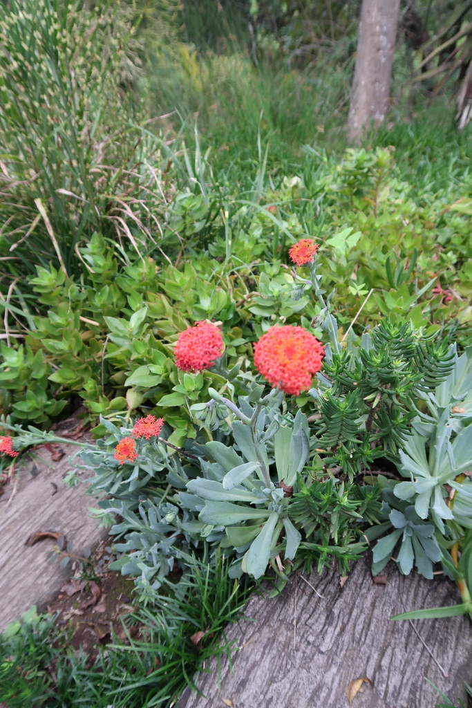 Senecio welwitschii O.Hoffm.