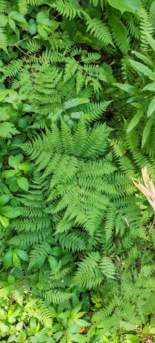 Cornopteris crenulatoserrulata observed 2026-06-28
