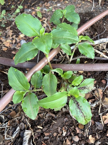 Commelina benghalensis observed 2026-06-30