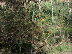 Ulex europaeus