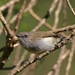 Gray Gerygone - Photo (c) Michael, some rights reserved (CC BY-NC-SA)