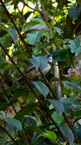 Bay-chested Warbling Finch (Castanozoster thoracicus), photo 5