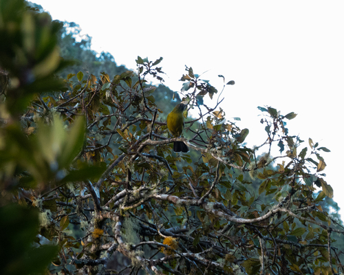Grey-winged Cotinga (Lipaugus conditus), photo 2