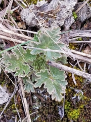 Heuchera richardsonii