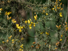 Ulex europaeus