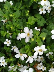 Chaenostoma cordatum