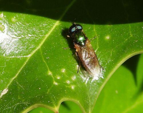 Broad Centurion Fly