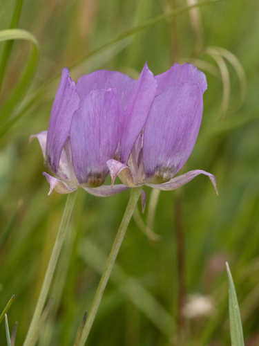 Calochortus longebarbatus, photograph 1