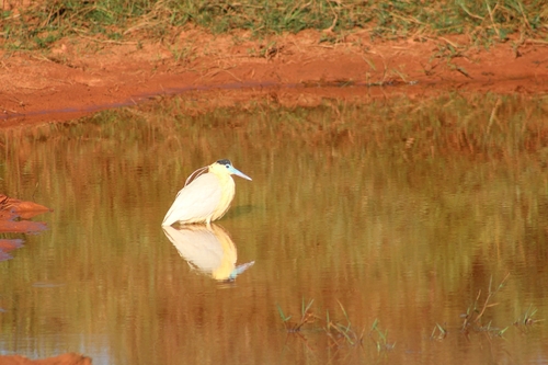 Capped Heron