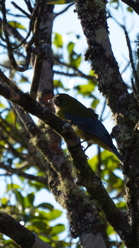 Grey-winged Cotinga (Lipaugus conditus), photo 4