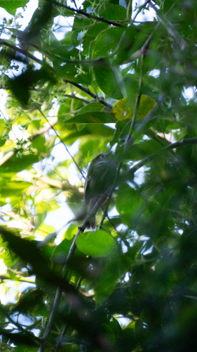Serra do Mar Bristle Tyrant (Pogonotriccus difficilis), photo 6