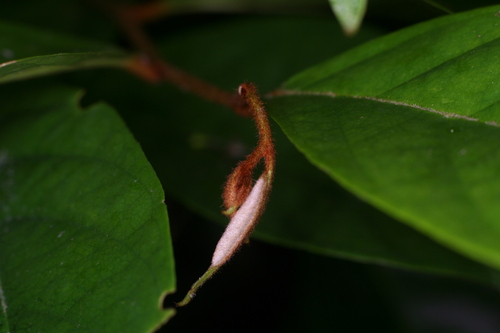 Erycibe tomentosa observed 2026-07-01