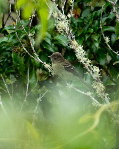 Small-headed Elaenia (Elaenia sordida), photo 6
