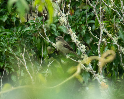 Small-headed Elaenia (Elaenia sordida), photo 9