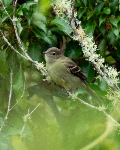 Small-headed Elaenia (Elaenia sordida), photo 5