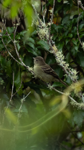 Small-headed Elaenia (Elaenia sordida), photo 10