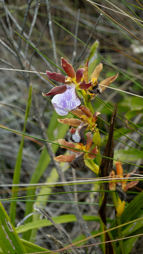 Zygopetalum maculatum, photograph 3