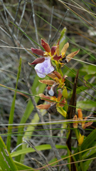 Zygopetalum maculatum, photograph author not stated, no rights reserved