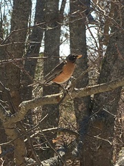 Turdus migratorius image