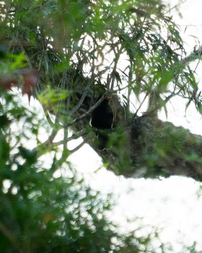 Black-and-gold Cotinga (Lipaugus ater), photo 3