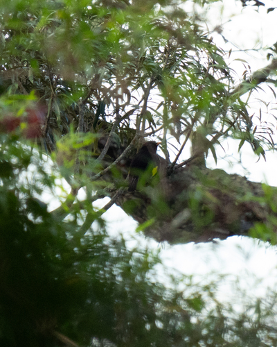 Black-and-gold Cotinga (Lipaugus ater), photo 5
