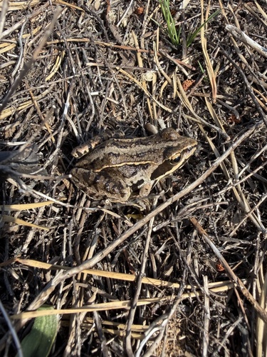 Moor Frog