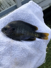 Lepomis macrochirus purpurascens