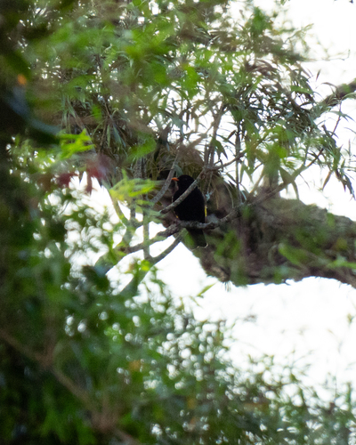 Black-and-gold Cotinga (Lipaugus ater), photo 6