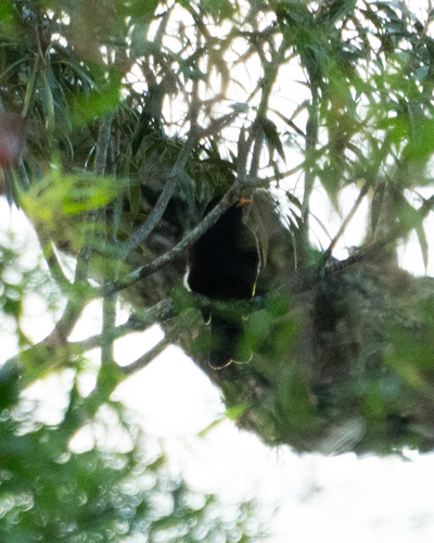 Black-and-gold Cotinga (Lipaugus ater), photo 7