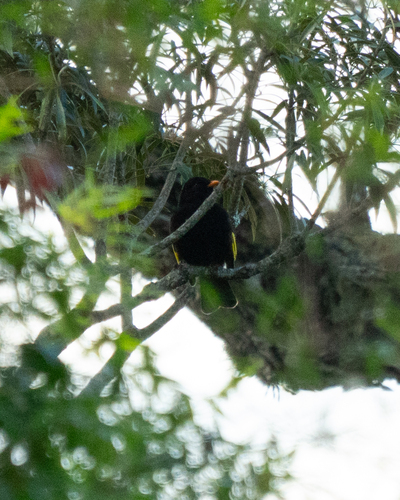 Black-and-gold Cotinga (Lipaugus ater), photo 8