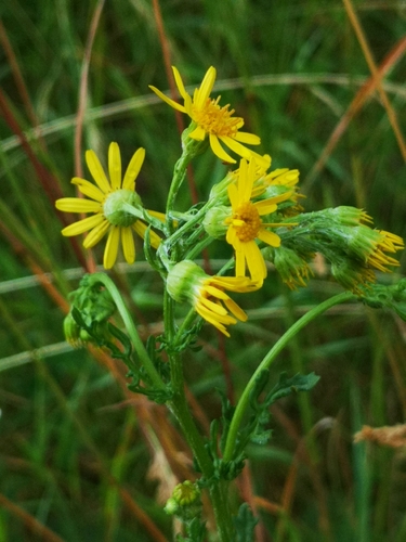 Pievinė žilė