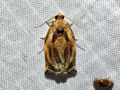 Archips magnoliana photo 3