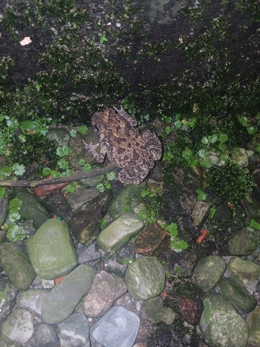 Asian Common Toad