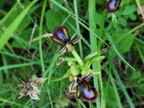 Ophrys speculum, photograph 4