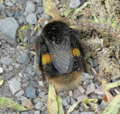 Bombus terrestris