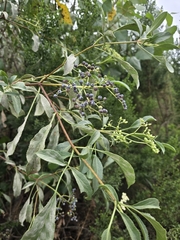 Blue Elderberry