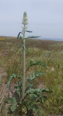 Thelypodium milleflorum