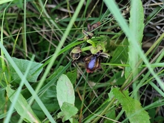 Ophrys speculum, photograph (c) Vasco Henrique Oliveira Fonseca, some rights reserved (CC BY)